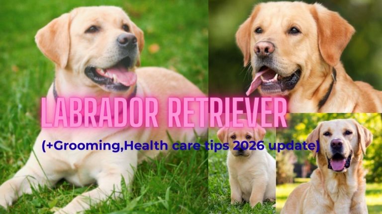 Labrador Retriever(+Grooming,Health care tips 2026 update)