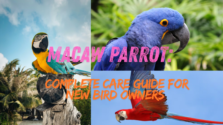 Macaw Parrot: Complete Care Guide for New Bird Owners