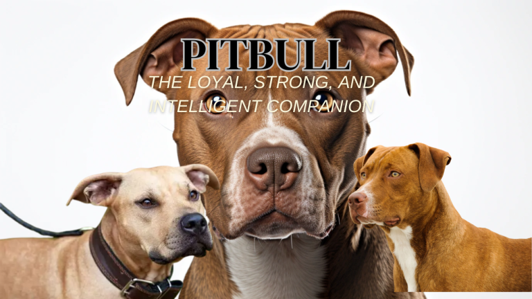 Pitbull: The Loyal, Strong, and Intelligent Companion