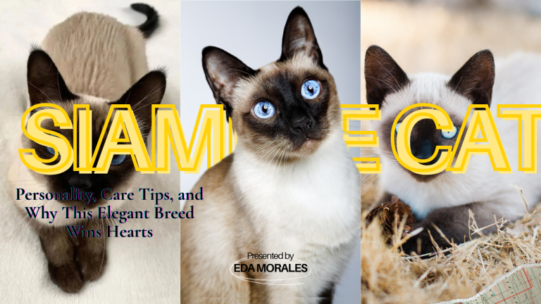 Siamese Cat: Personality, Care Tips, and Why This Elegant Breed Wins Hearts