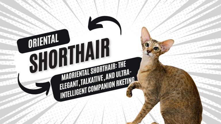Oriental Shorthair: The Elegant, Talkative, and Ultra-Intelligent Companion