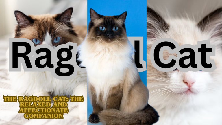 The Ragdoll Cat: The Relaxed and Affectionate Companion