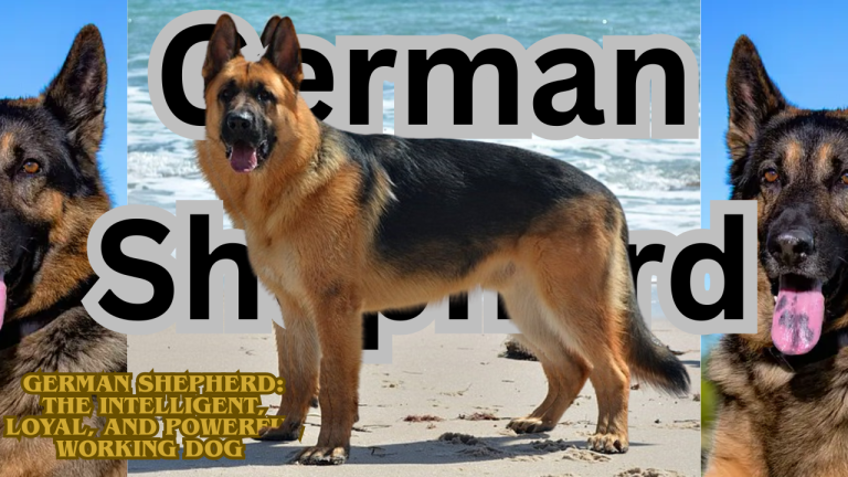 German Shepherd: The Intelligent, Loyal, and Powerful Working Dog