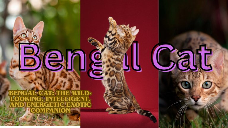 Bengal Cat: The Wild-Looking, Intelligent, and Energetic Exotic Companion