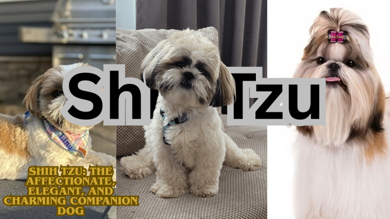Shih Tzu: The Affectionate, Elegant, and Charming Companion Dog