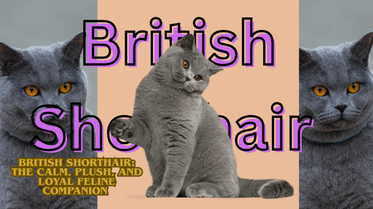 British Shorthair: The Calm, Plush, and Loyal Feline Companion