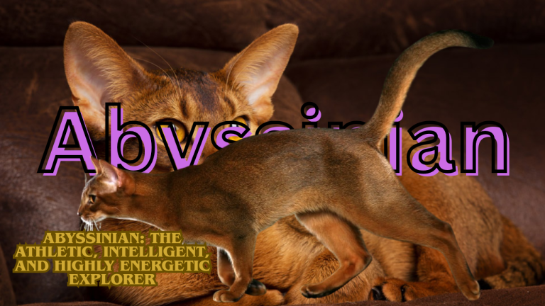 Abyssinian: The Athletic, Intelligent, and Highly Energetic Explorer