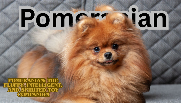Pomeranian: The Fluffy, Intelligent, and Spirited Toy Companion