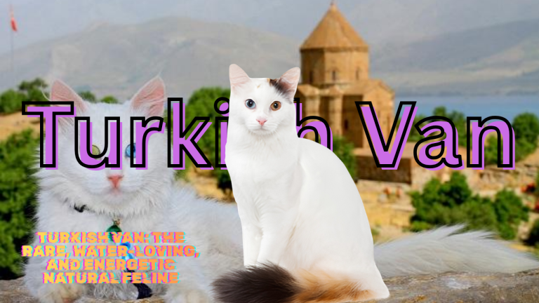 Turkish Van: The Rare, Water-Loving, and Energetic Natural Feline