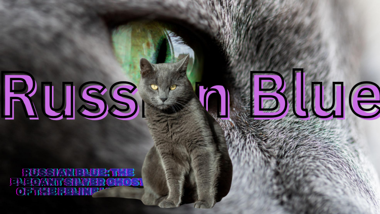 Russian Blue: The Elegant Silver Ghost of the Feline World