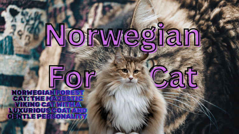 Norwegian Forest Cat: The Majestic Viking Cat with a Luxurious Coat and Gentle Personality