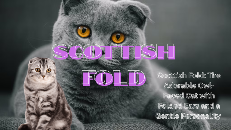 Scottish Fold: The Adorable Owl-Faced Cat with Folded Ears and a Gentle Personality