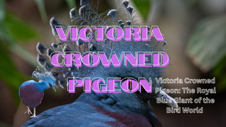 Victoria Crowned Pigeon: The Royal Blue Giant of the Bird World